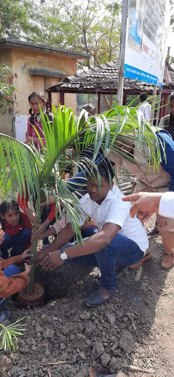 Sapling planting