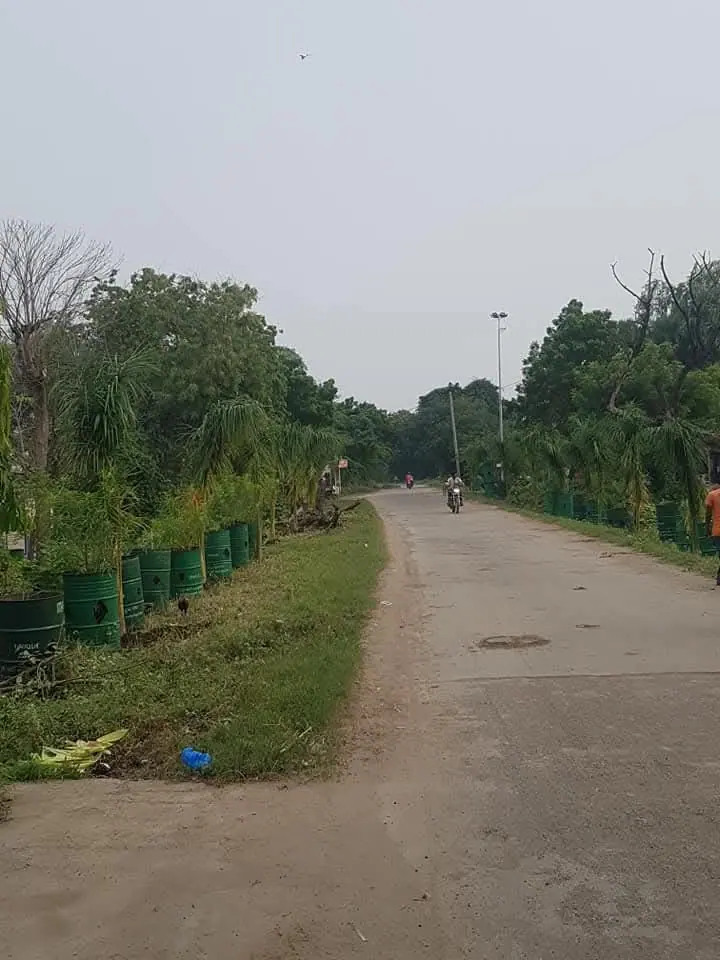 Tree-lined CC road with planted saplings